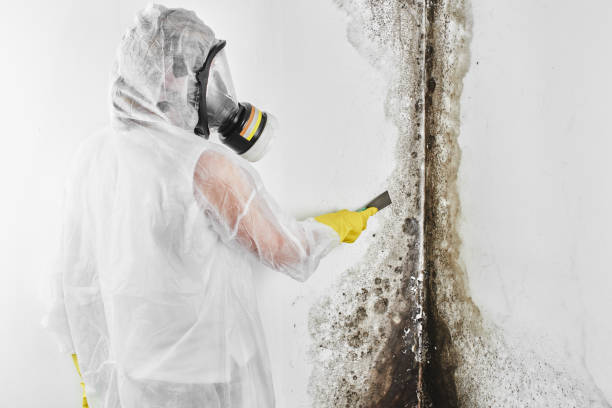 Best Mold Damage Restoration  in Ewa Gentry, HI